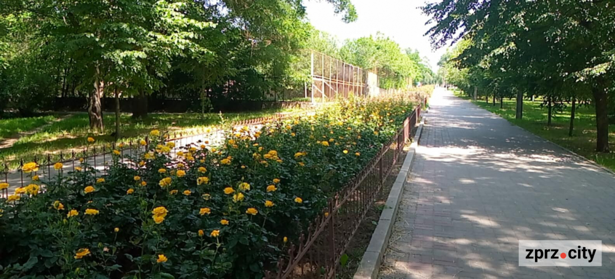 В центрі Запоріжжя чарівно квітнуть тисячі троянд - фото