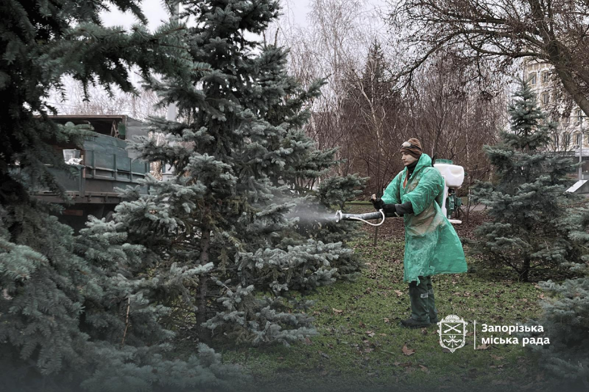 Незручність для вандалів - як на вулицях і в парках Запоріжжя обробляють ялинки