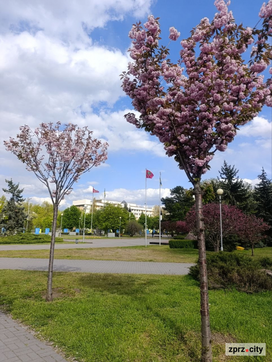 Алея білих та рожевих сакур у центрі Запоріжжя. Фото: Антоніна Фролова