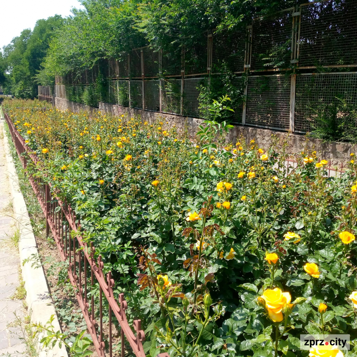 В центрі Запоріжжя чарівно квітнуть тисячі троянд - фото