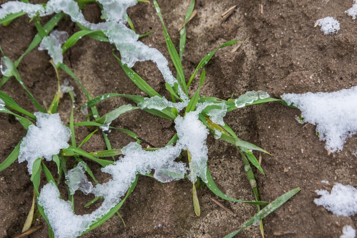 Поля без снігу - як аномальне тепло у Запоріжжі вплинуло на озимі та плодові культури