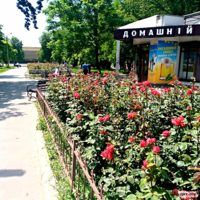 В центрі Запоріжжя чарівно квітнуть тисячі троянд - фото