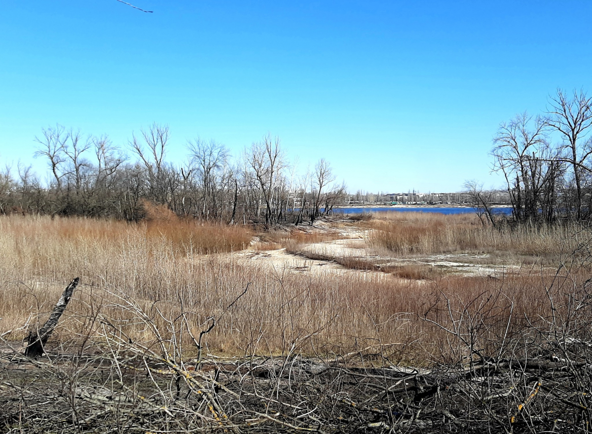 Життя перемагає: червонокнижні птахи не покинули Хортицю та звили нове гніздо (фото)
