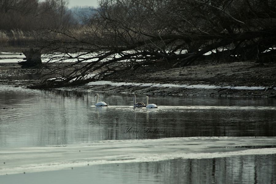 Запоріжець зустрів на Хортиці красенів-лебедів - фото