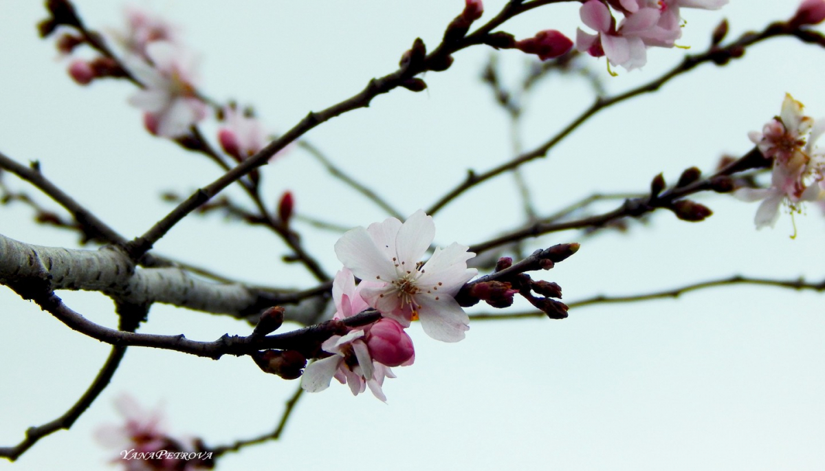 У запорізькому парку розквітли сакури - фото