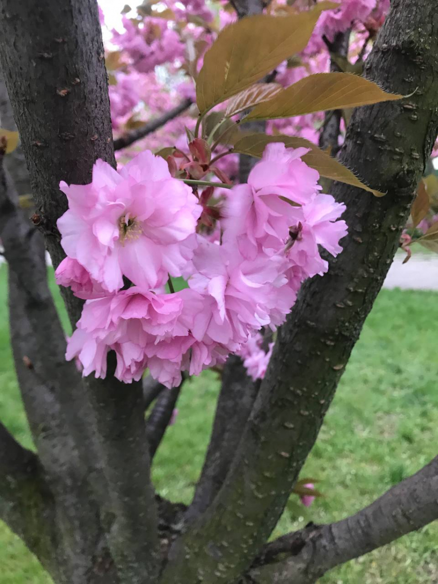 Алея головного парку Запоріжжя стала рожевою