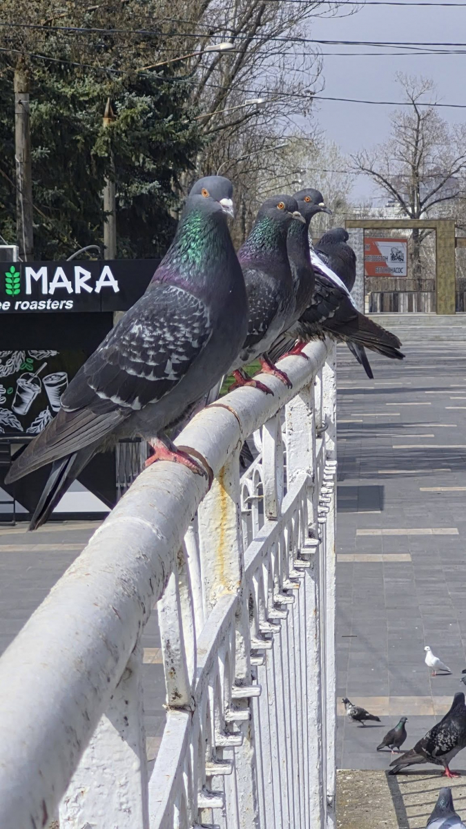 Весна в "Дубовці": у запорізькому парку розквітли ніжні білі магнолії (фото)