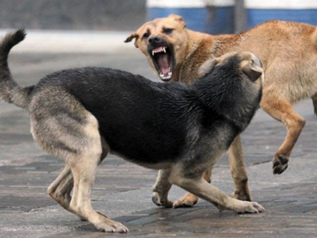 В окупованому Мелітополі зграя собак напала на дитину: "влада" нічого не робить