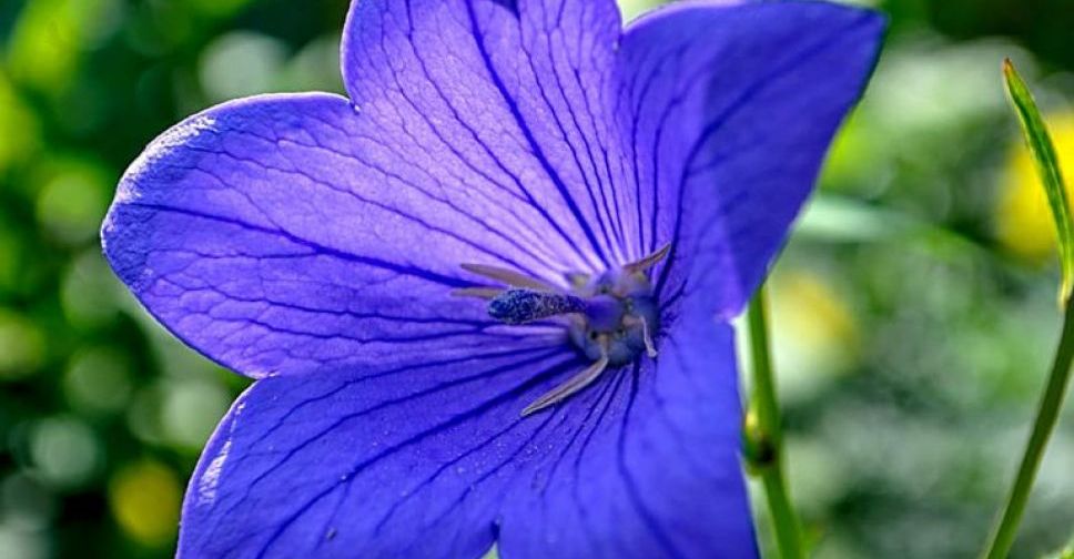 У Запоріжжі цвітуть дивовижні сині дзвоники - фото