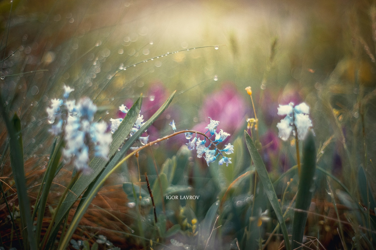 Запорізький фотограф створив чудові світлини весняних квітів