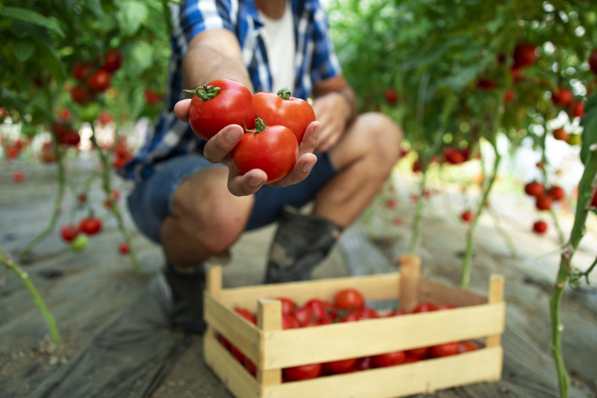 Секрети вирощування великих плодів томату: лайфхаки для успішного врожаю