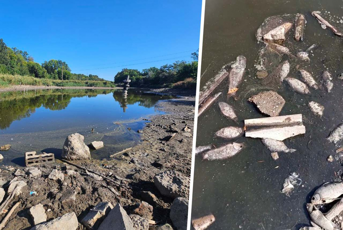 Мор риби на ставку — екологи перевірили воду біля Запоріжжя-Лівого (фото, відео)
