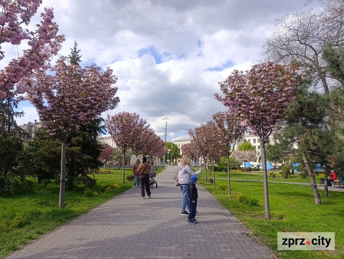 Алея білих та рожевих сакур у центрі Запоріжжя. Фото: Антоніна Фролова