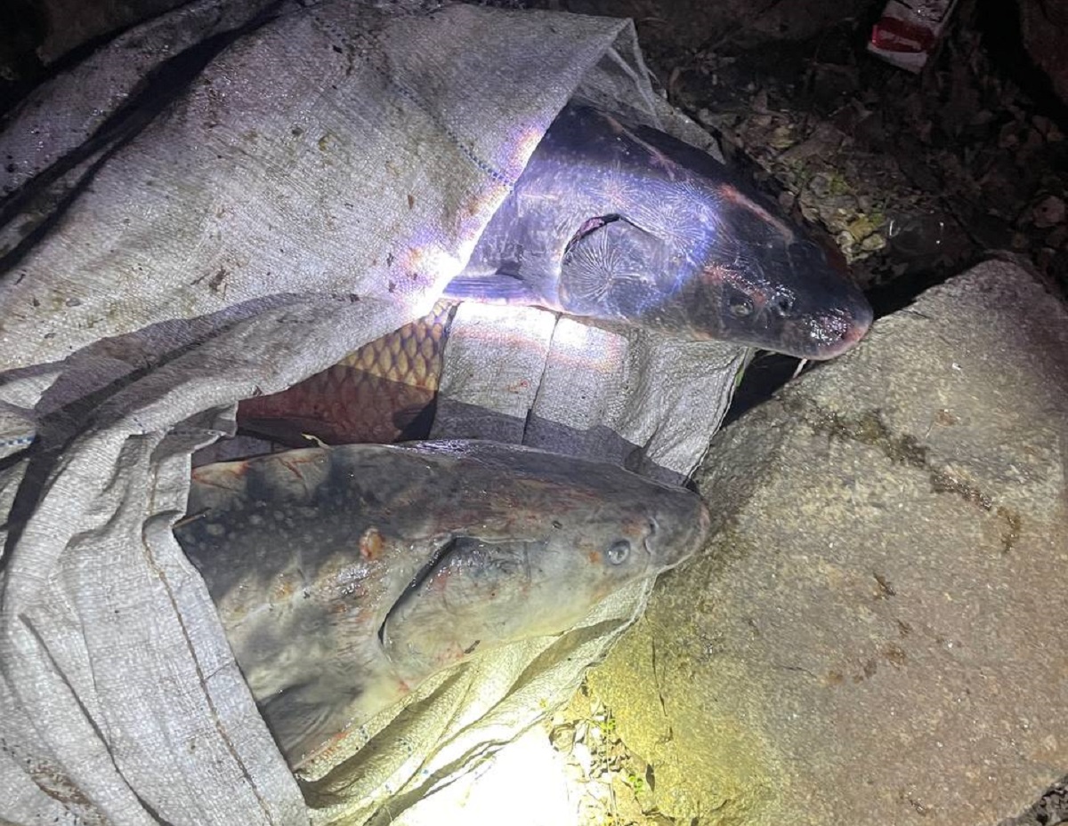 У Запоріжжі браконьєри виловили з Дніпра червонокнижну рибу - подробиці