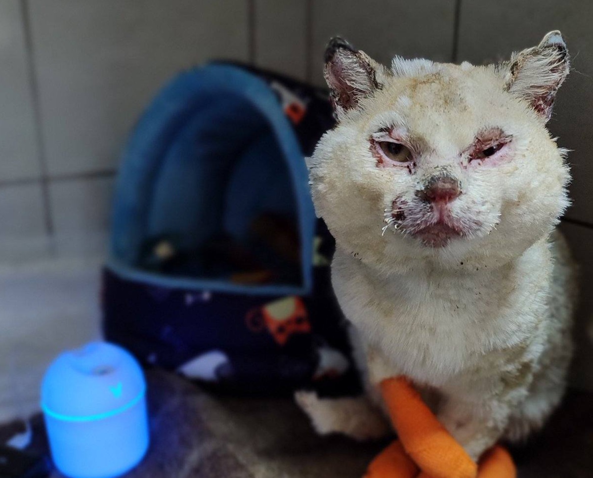 Вижив після влучання "шахеда": у Запоріжжі рятують обпеченого котика Бусю (фото)