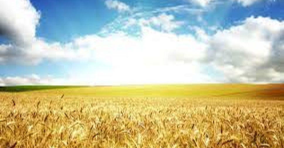 У Запорізькій області росіяни звинувачують ЗСУ у знищенні полів із зерновими культурами