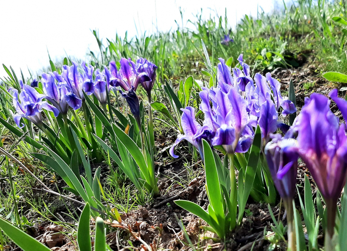 Квіти, гриби та «місцеві» тварини: як виглядає одна з природних пам’яток поблизу Запоріжжя - фото