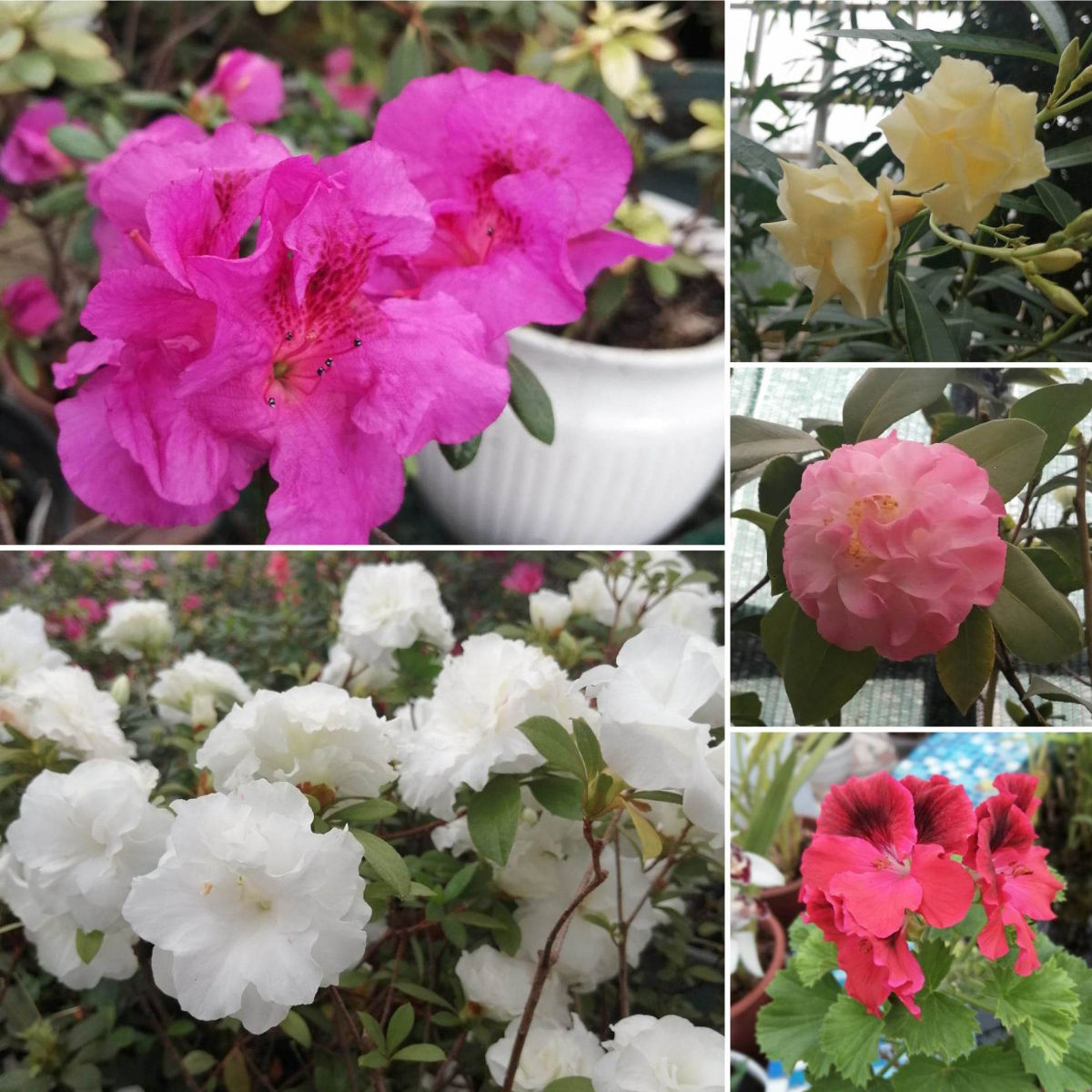 Як цвітуть квіти в запорізькому ботанічному саду в останній день зими - фото