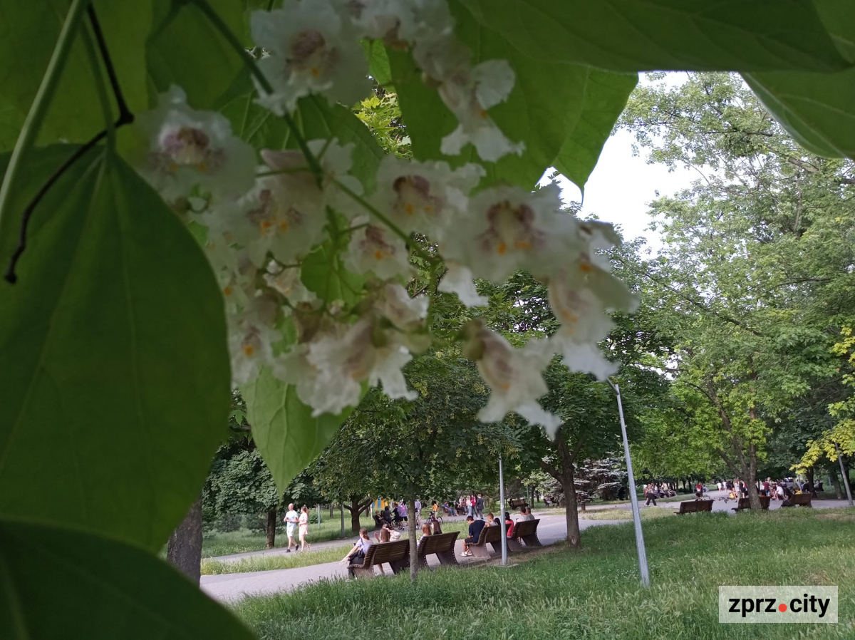У запорізькому парку красиво квітнуть дерева з приголомшливим ароматом - фото