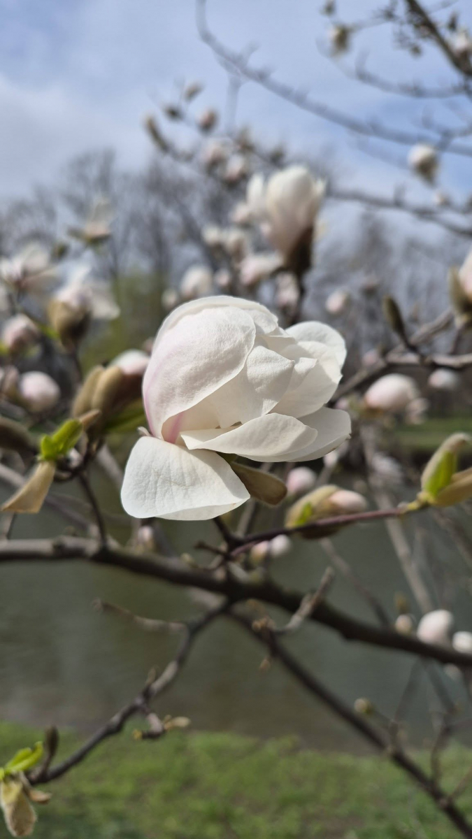 Весна в "Дубовці": у запорізькому парку розквітли ніжні білі магнолії (фото)