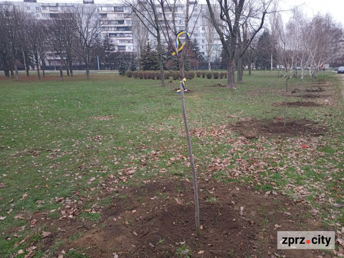 У запорізькому парку висадили більше ста лип і кленів - є унікальний сорт (фото)