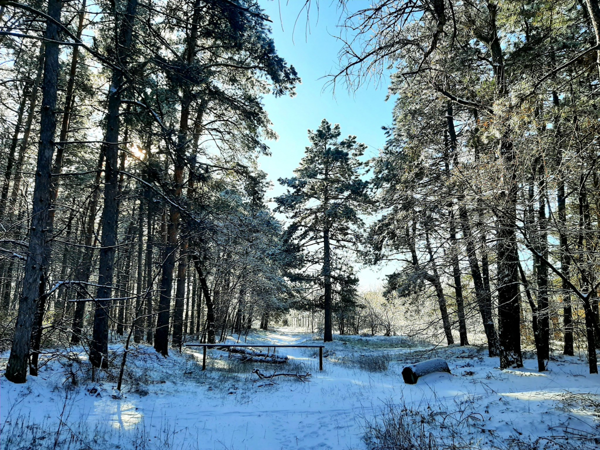 Снігові пейзажі та місцеві жителі Хортиці – біолог показав, як виглядає острів після зимових хуртовин (фото)
