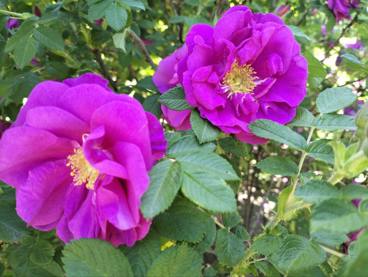 У запорізькому ботанічному саду почався сезон троянд - на яких умовах можна там побувати