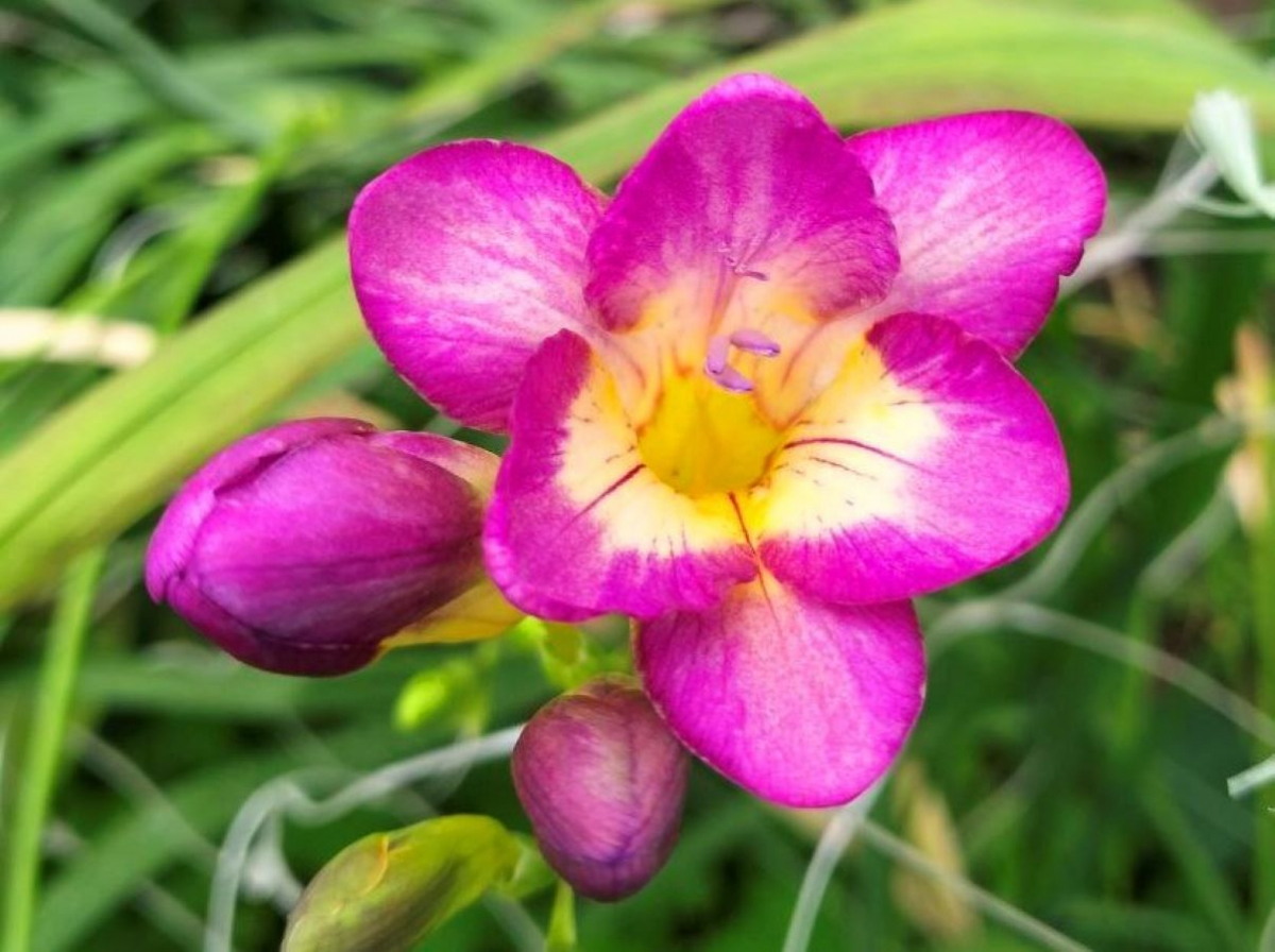 Барвистий лютий: Запорізький міський ботанічний сад вражає красою квітів - фото