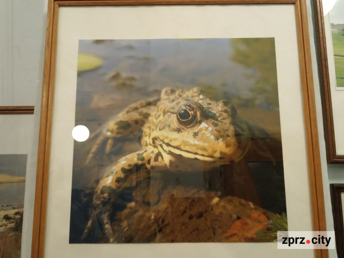 Запорізькі фотохудожники завершують рік великою виставкою - показали багато еротики