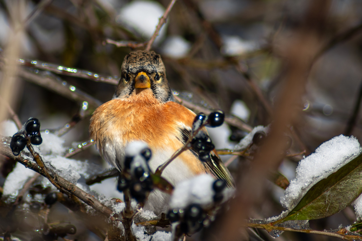 Фазани, в'юрки та золотомушки: у Запоріжжі зимують яскраві птахи - фото