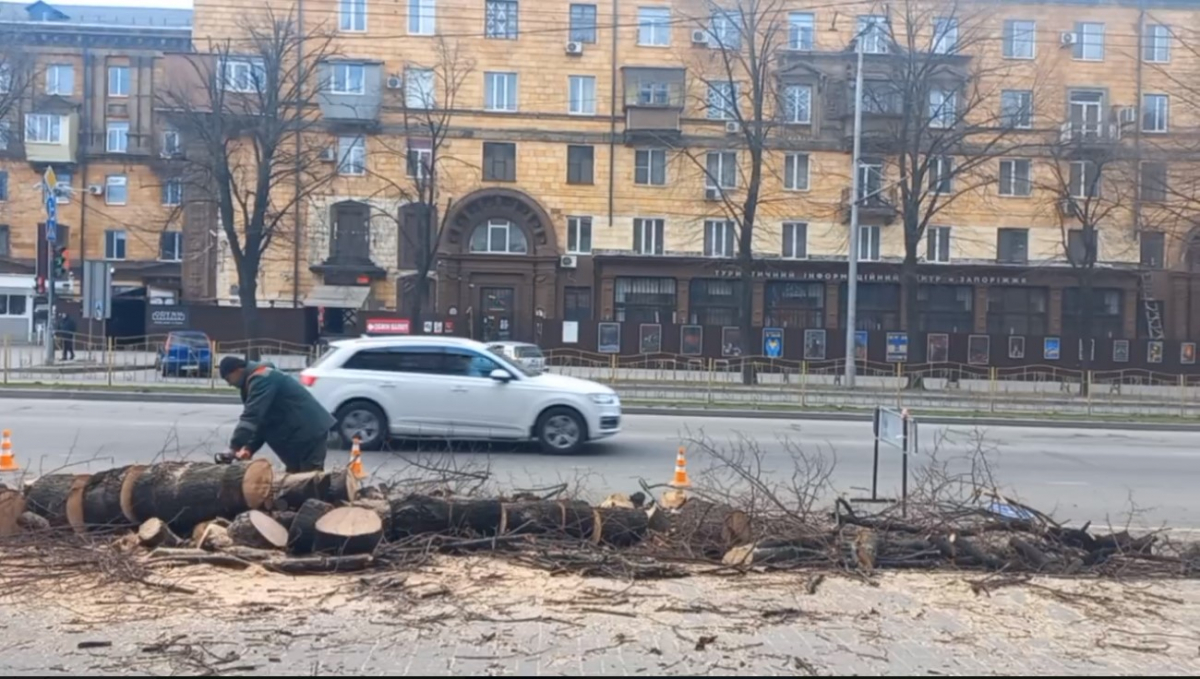 На центральному запорізькому проспекті масово спиляли дерева - міська влада прокоментувала ситуацію (відео)