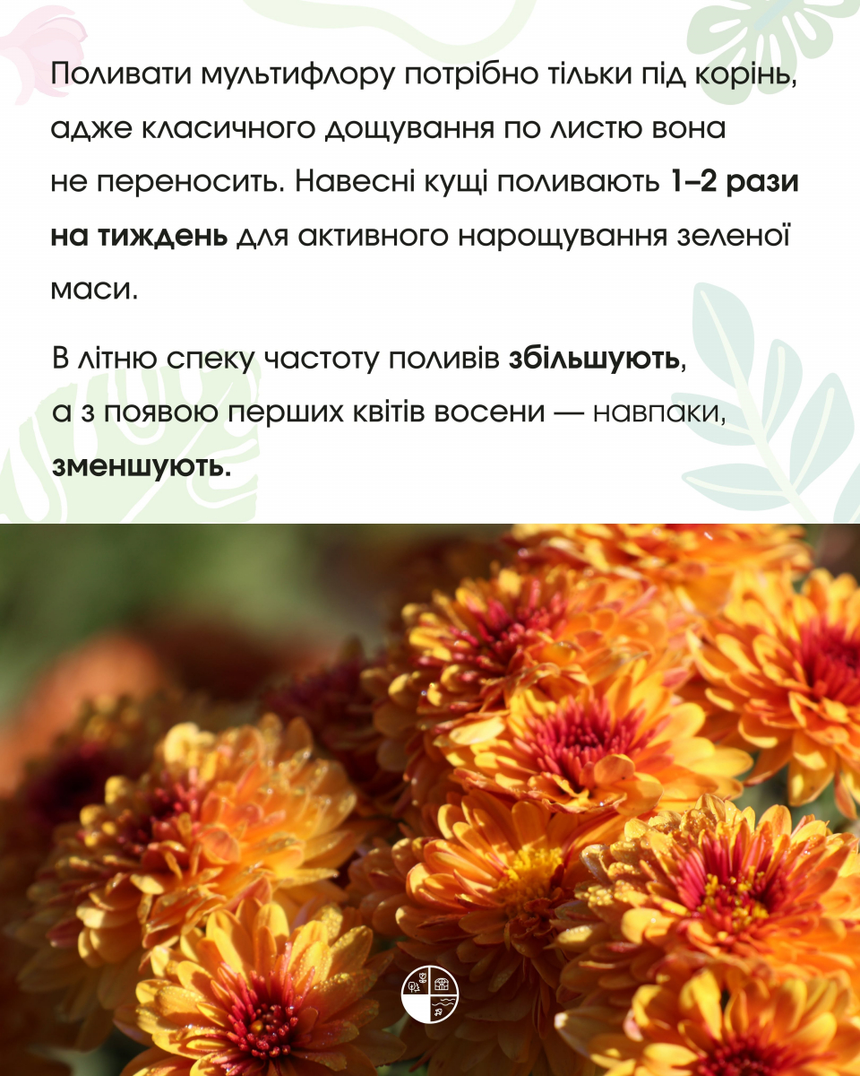 Як доглядати за хризантемою мультифлора у відкритому ґрунті: поради Запорізького ботсаду