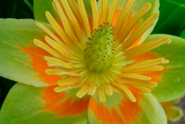 У запорізькому ботанічному саду красиво квітне найближчий родич магнолій - фото