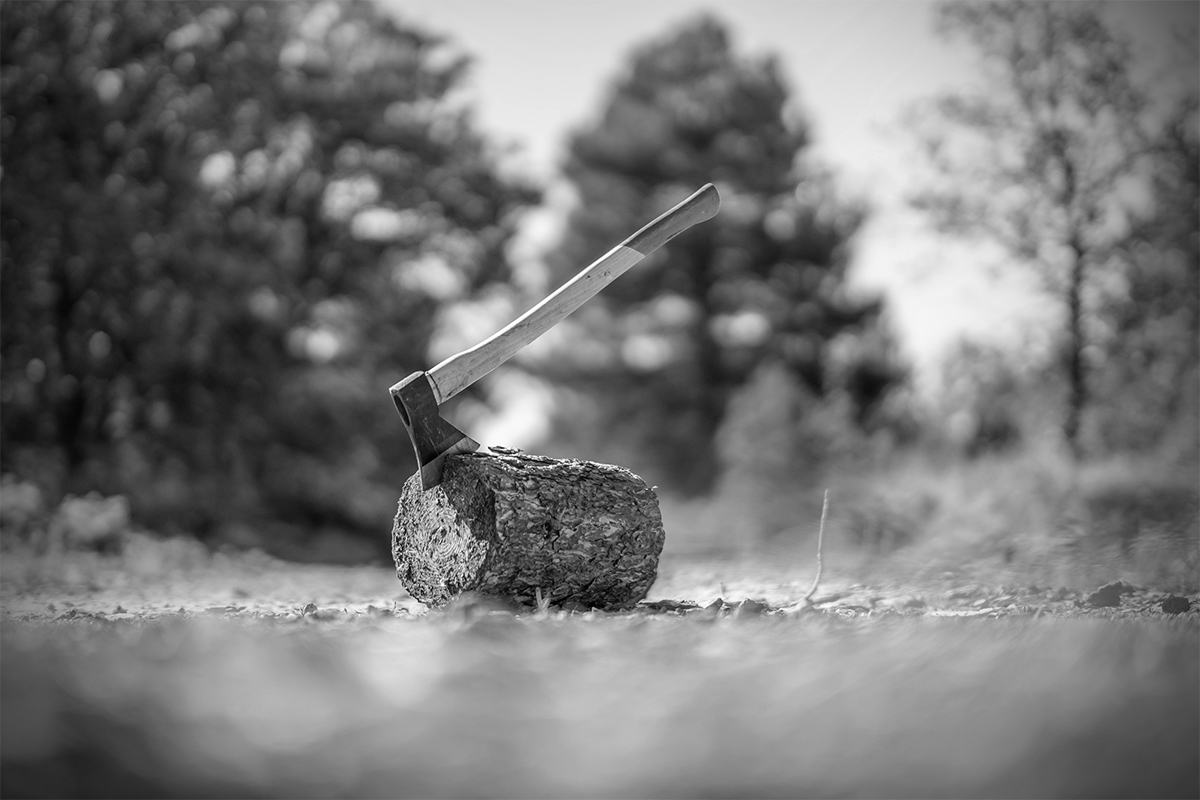 У Запоріжжі зафіксували незаконну вирубку дерев: екоінспекція встановила збитки понад 6 тис. грн