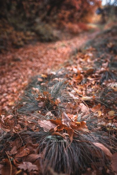 Запорізький фотохудожник зняв яскраву осінь на Хортиці - фото