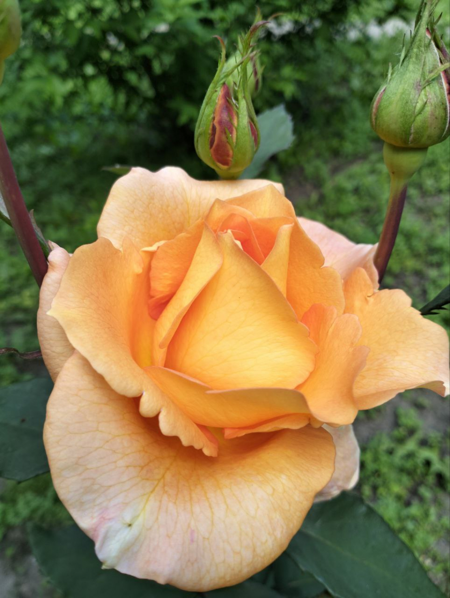 У запорізькому ботанічному саду розпочався сезон троянд - фото