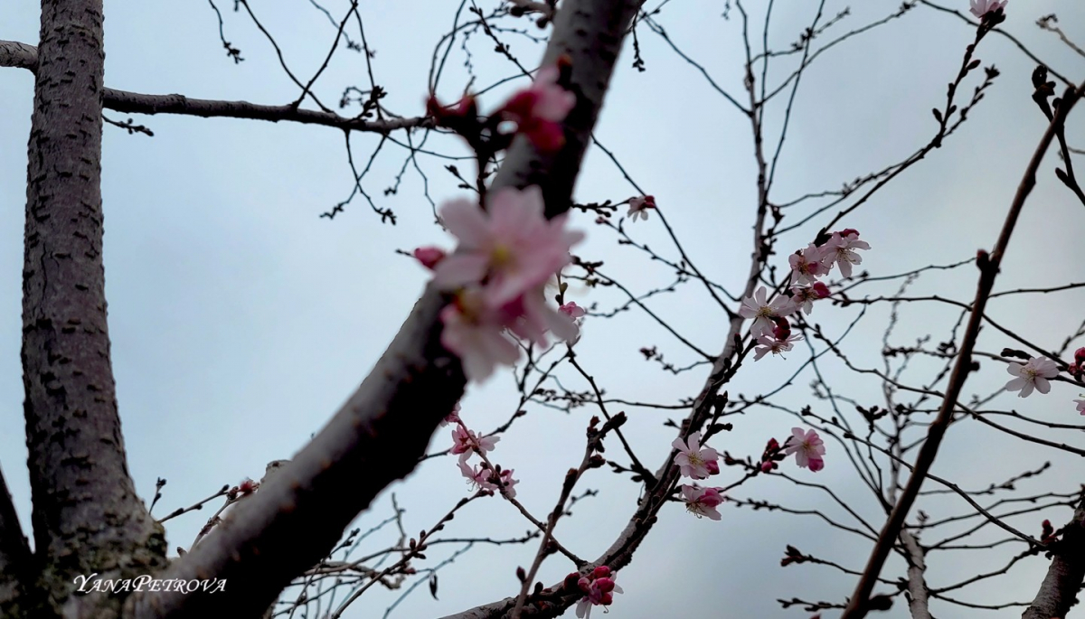 У запорізькому парку розквітли сакури - фото