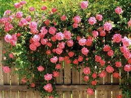 Щоб пишно цвіли та не хворіли: чим обробляти троянди навесні