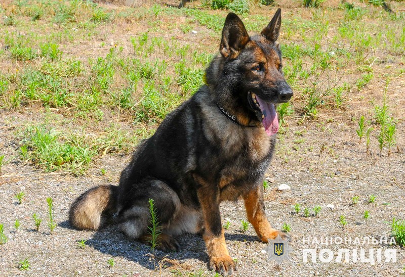 Запорізькі поліцейські розповіли неймовірну історію службового собаки – фото