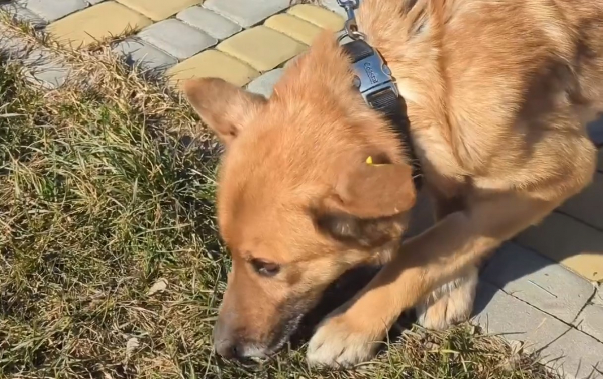 Натерпівся жахів війни - волонтери врятували собаку з прифронтового Степногірська (відео)