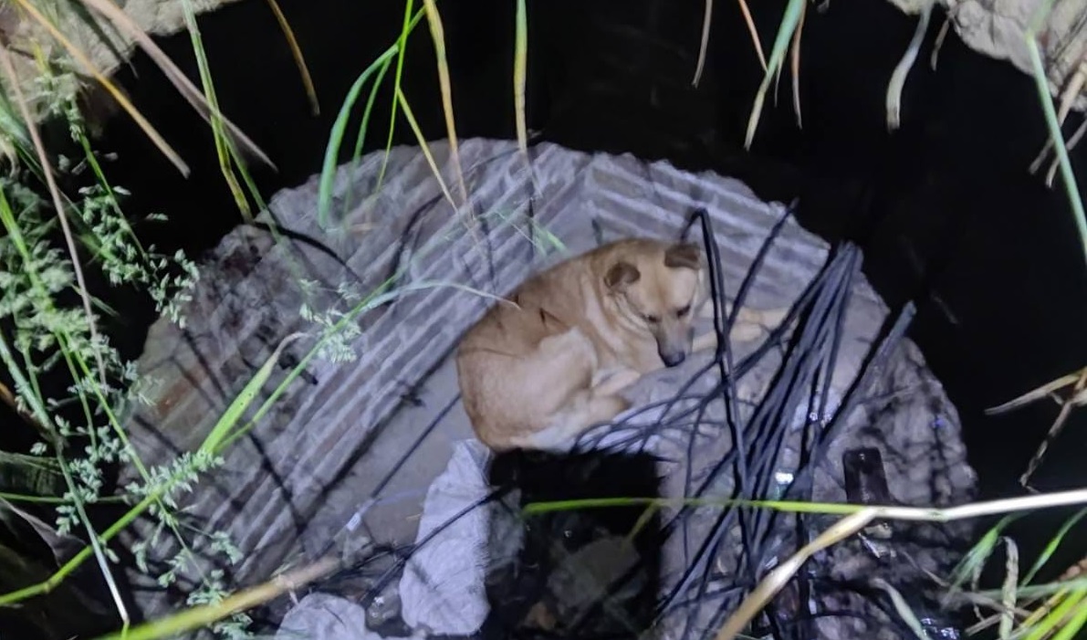 У Запоріжжі пес провалився у глибокий колодязь - фото, відео