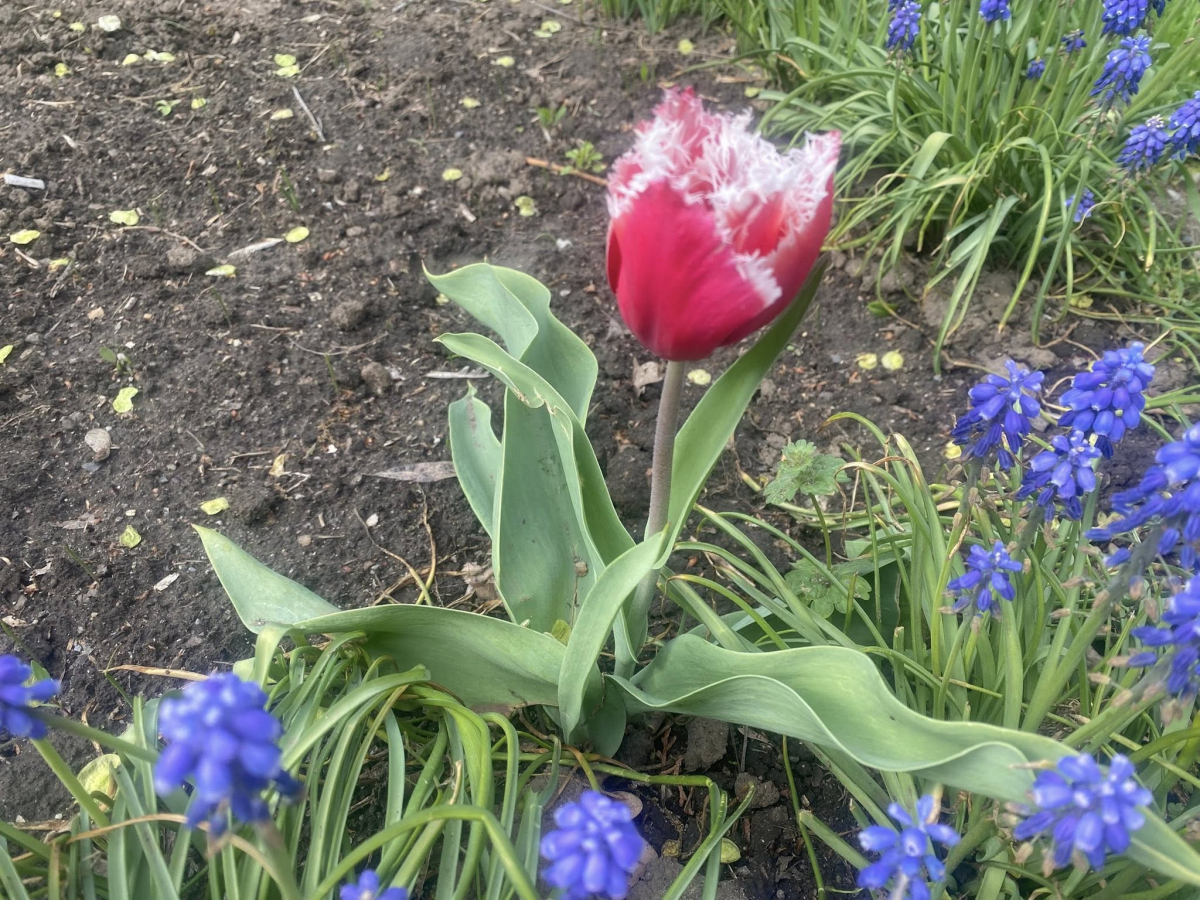 У головному парку Запоріжжя квітне сакура: чим ще можна помилуватись - фото