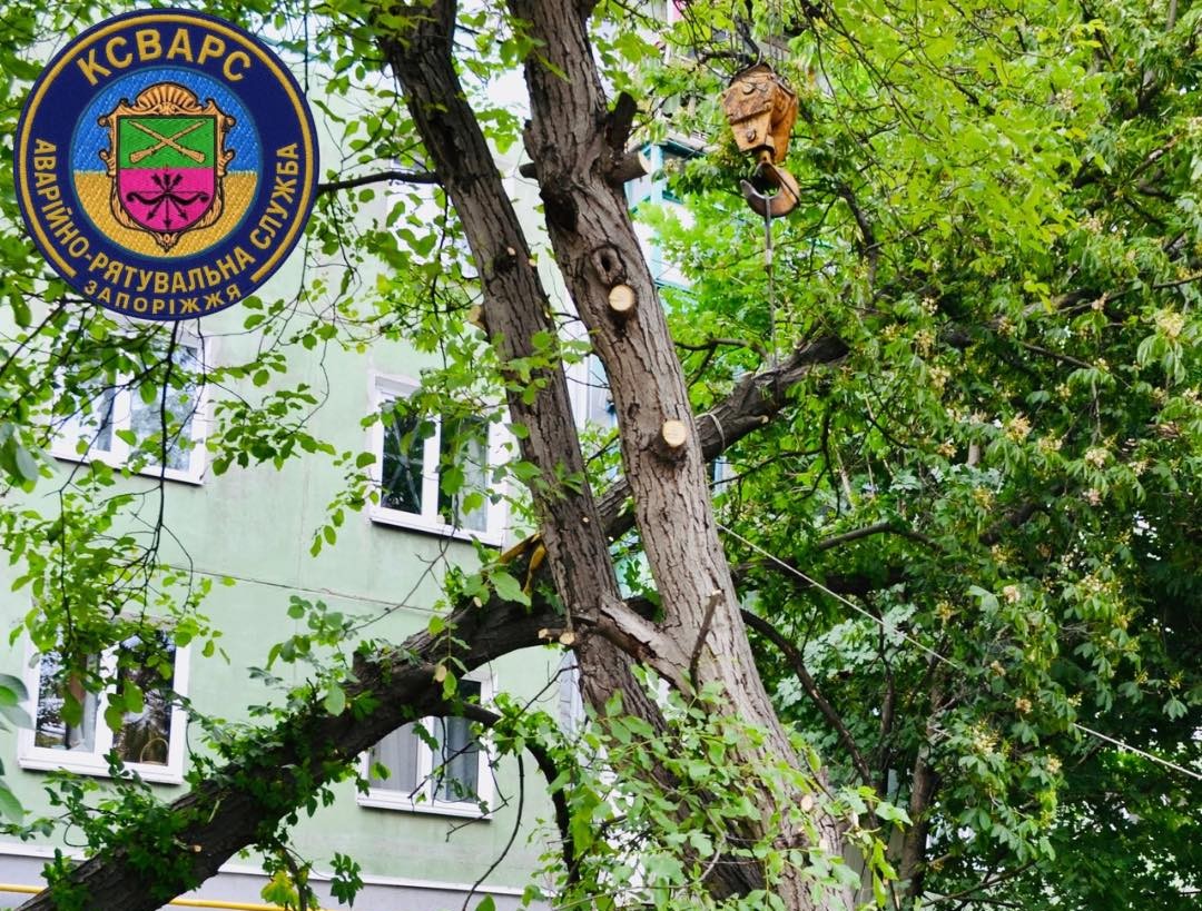 Впало на будинок - в одному з районів Запоріжжя сильний вітер зламав дерево у дворі багатоповерхівки (фото)