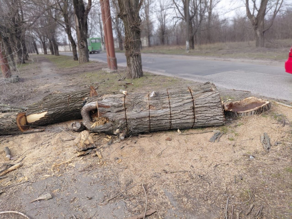 У Шевченківському районі Запоріжжя виявили "чорних" лісорубів 