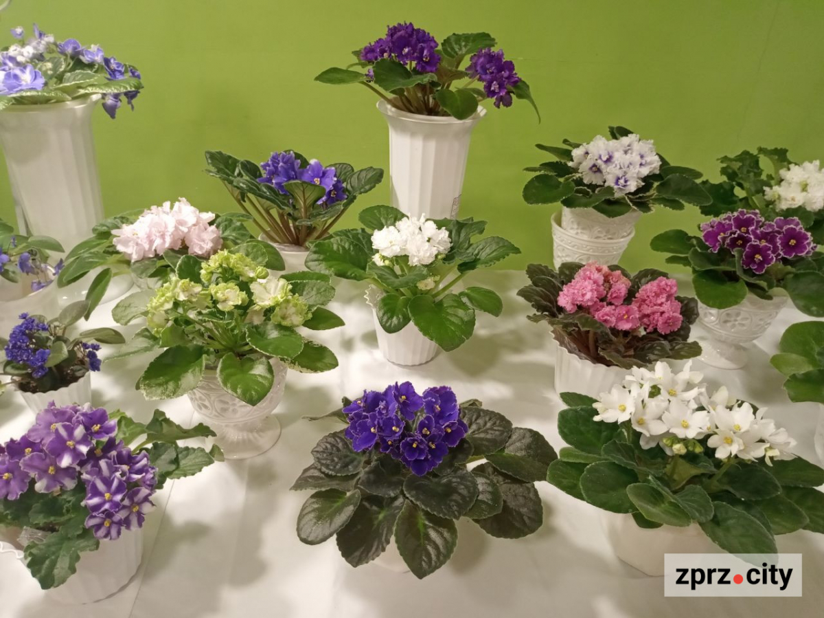 У Запоріжжі є місце, де одночасно квітнуть близько 70 фіалок - фото