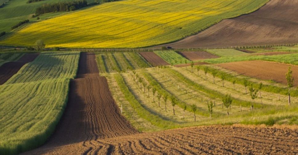 Мешканець Запорізької області незаконно привласнив лісові та сільськогосподарські земельні ділянки