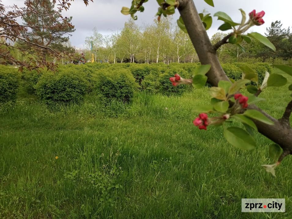 У запорізькому парку починають цвісти яблуні - фото