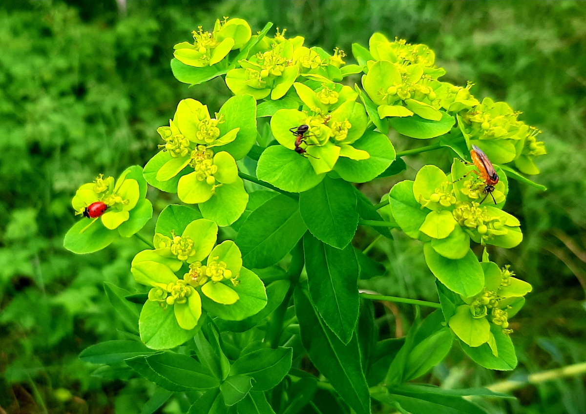 Квіти, ковила та рідкісні метелики: як виглядає балка під Запоріжжям наприкінці травня