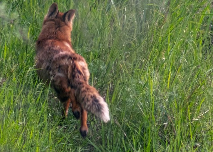 Мешканець Запоріжжя зустрів на прогулянці красуню-лисичку - фото