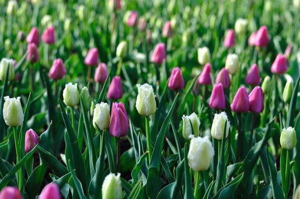 У запорізькому ботанічному саду проходить дивовижний парад тюльпанів - фото